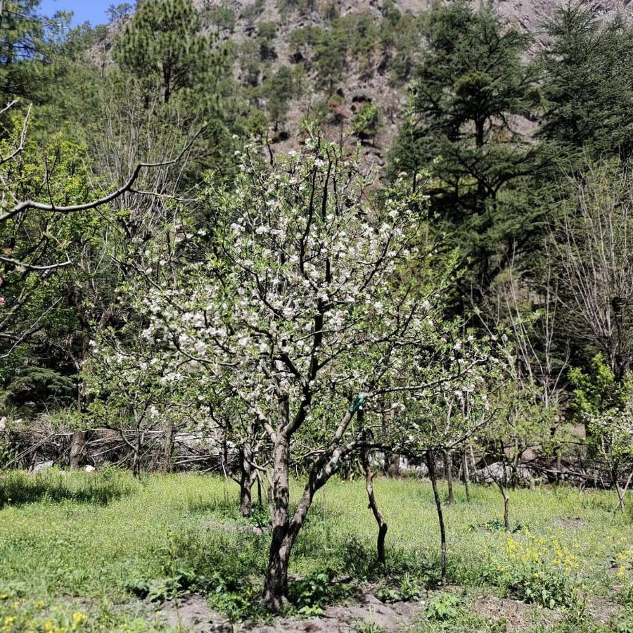 The Royal Orchard Kasol Exterior photo
